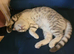 Scottish fold/British Shorthair kittens
