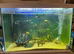 Goldfish assortment with tank