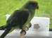 Ringneck