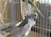 Budgies