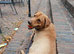 Chunky labrador