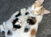 2 x kittens