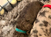 Cockapoo Puppies