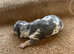 Miniature dachshund pups