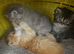 Persian kittens