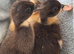 2 ducklings