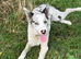 Border Collie Male