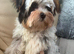 Biewer terrier girl
