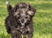 Girl morkie