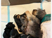 3/4 Daxi cross 1/4 Yorkie pups.