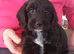 Gorgeous F1 cockapoo puppies