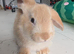 5 mix French lops & 1 100% French lop
