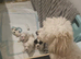 Maltipoo's 1 boy 1 girl left, rare coloured faces
