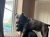 Blue staffy stud