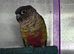 Male red sided conure