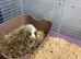 Guinea pigs include eveything