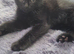 Last one beautiful little boy kitten are looking for a new home