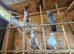 Iranian pigeon