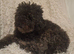 Beautiful very fluffy mailtopoo pups