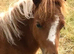 Shetland Mini Filly Foal