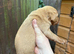 4 fox red labrador puppies