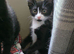 Black and White Male Kitten