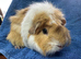 Pet sow guinea pig