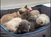 6 adorable bsh kittens