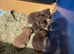 4 British shorthair kittens