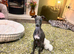 Beautiful Italian Greyhound KC Puppy - Loving Home Wanted