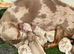 Gorgeous Isabella Dapple Miniature Dachshunds