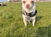 Tiny chi for stud 1.2kg chihuahua
