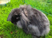 Continental Giant x Lion Lop