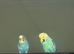 Male and female budgie need new home