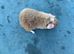 Pure Teddy boar