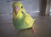Baby budgies for sale