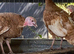 Bourbon red turkeys