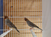 Red headed finch