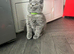 Beautiful British shorthair kittens for sale