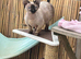 Female bambino cat