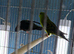 Lineolated parakeets