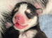 Pedigree Siberian husky puppies