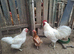 Jersey Giant breeding trio ..................white