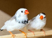 Pied Zebra Finches
