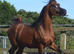 Arabian colt 2026 available at weaning