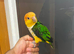 HandReared Friendly Super Tame Cuddly Caique Parrot,10