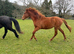 Pre x TB Colt