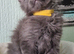 Maine coon kittens available