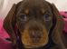 Stunning kc reg mini girl dachshund