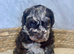 5 Toy Poodle Puppies